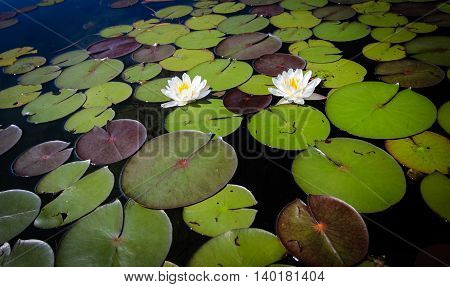 Wild Lotus Plants. Lotus plants and lily pads on the surface of a pond.