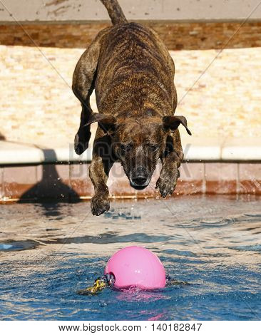 Brindle striped dog diving into the pool for a pink ball