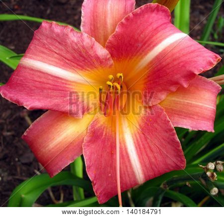 peachy orange with yellow center star gazer lily