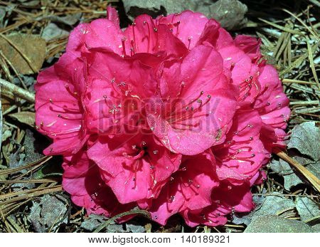 Azalea flower in South Bethany Usa - April 24 2016