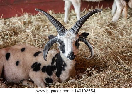 Jacob Sheep is a rare breed with a body that resembles a goat and has four to six horns.