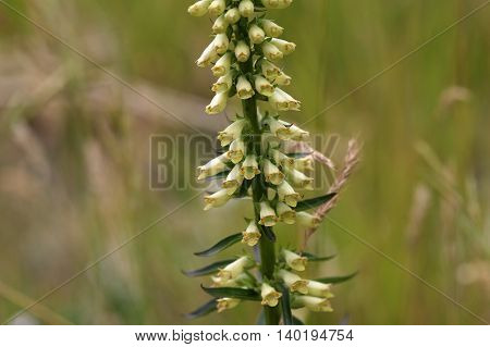 Flowers of a straw foxglove (Digitalis lutea ssp. Australis) a rare endemic in Southern Italy.