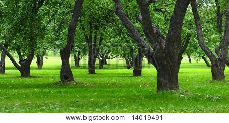 Groene gras en apple bomen in city park