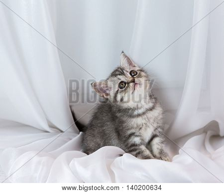 Beautiful little tabby kitten on a window sill. Scottish Straight breed.