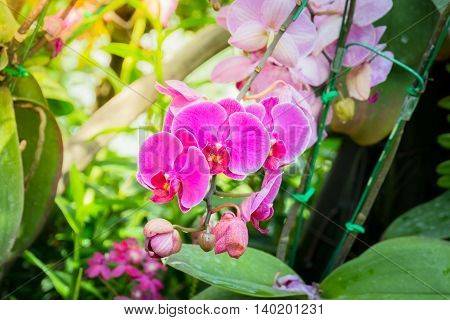 Beautiful Blooming Orchids In Forest