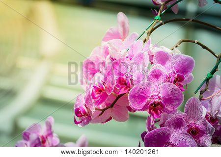 Beautiful Blooming Orchids In Forest