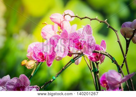Beautiful Blooming Orchids In Forest