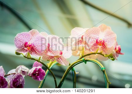 Beautiful Blooming Orchids In Forest