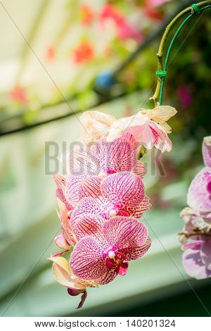 Beautiful Blooming Orchids In Forest