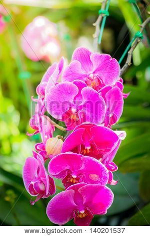 Beautiful Blooming Orchids In Forest