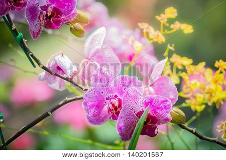 Beautiful Blooming Orchids In Forest