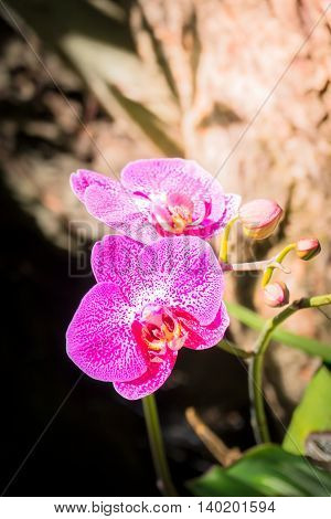 Beautiful Blooming Orchids In Forest