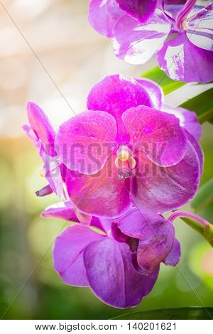 Beautiful Blooming Orchids In Forest