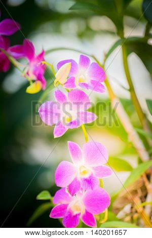 Beautiful Blooming Orchids In Forest