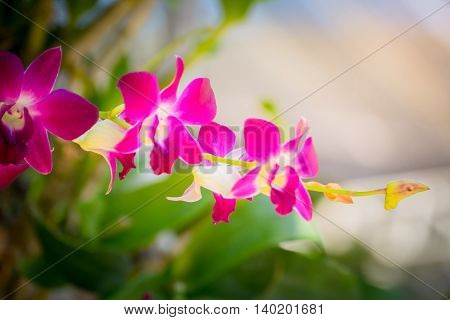 Beautiful Blooming Orchids In Forest
