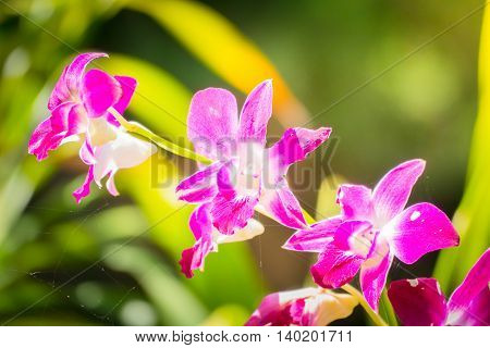 Beautiful Blooming Orchids In Forest