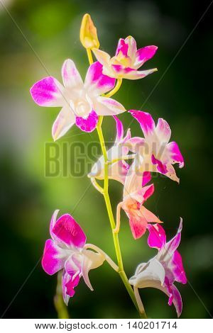 Beautiful Blooming Orchids In Forest