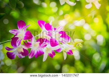 Beautiful Blooming Orchids In Forest