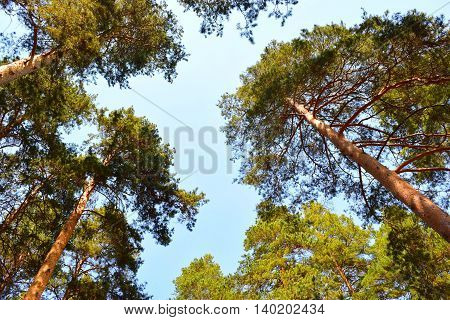 Coniferous mixed forest on a background of blue sky