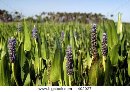 ฟิลด์ pickerelweed ในบลูม