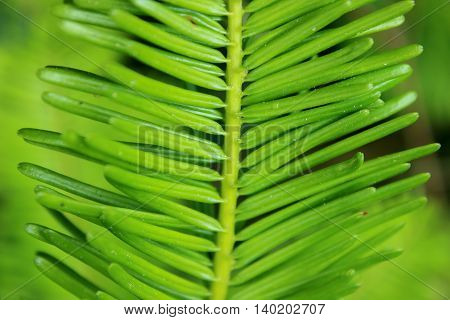 Closeup of grand fir (Abies grandis) needles against a blurred green background