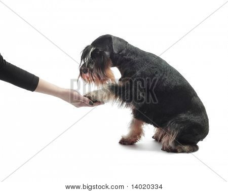 Zwarte harige hond hand geven aan zijn eigenaar