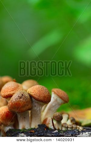 Groupe de champignons sur fond vert. Agaricus mutabilis