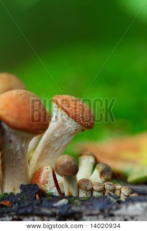 Groupe de champignons sur fond vert. Agaricus mutabilis