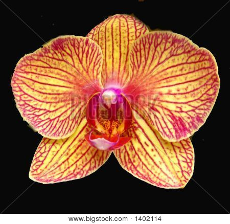 Flor