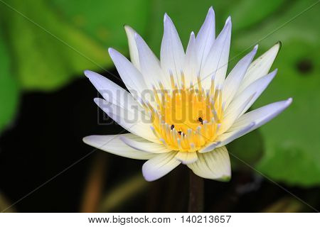 close up view of lotus flower in a pond