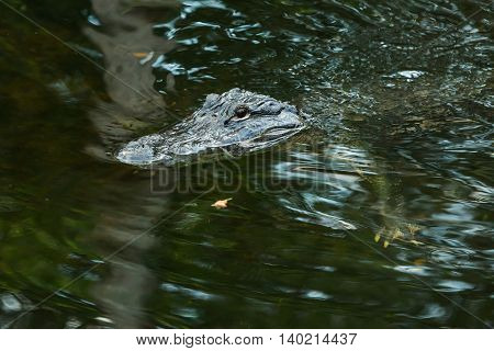 American alligator in the Florida Everglades. FLORIDA