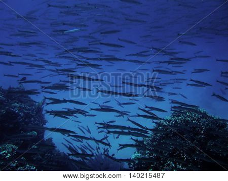 School of barracuda fish with divers at Dahab Red sea Egypt Sinai.