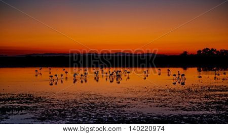 Beautiful sunset panorama with flamingos silhouettes, national park Camargue, Provence, France