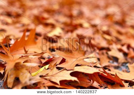 Forest floor in autumn. Autumn foliage background.