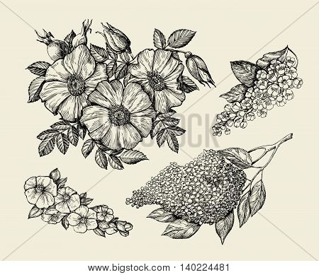 Flowers. Hand-drawn sketch flower, lilac, dogrose, rosehip wild rose Vector illustration
