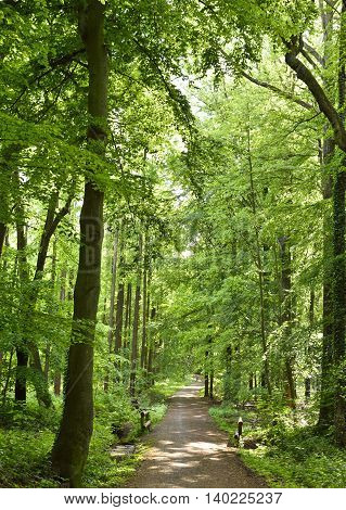 Idyllic forest path with smooth sunlight. Nature background, spring forest. Selective focus of a footpath through a mixed forest.