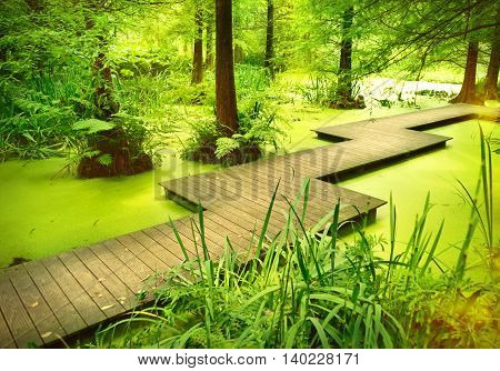 Modern footpath or gangplank over a pond in the woods. Old trees standing in a moor or swamp in the forest. Sunbeam and smooth light falling through the tree tops.