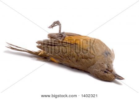 Uccello