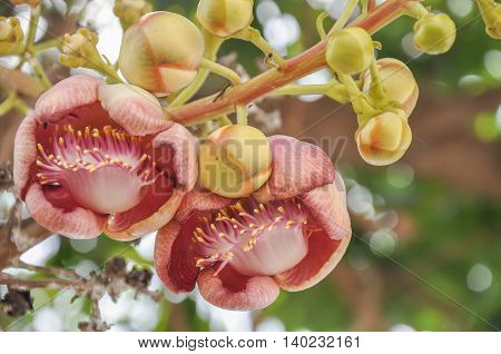 Cannonball Tree flower a flowers of Buddhism in Thailand