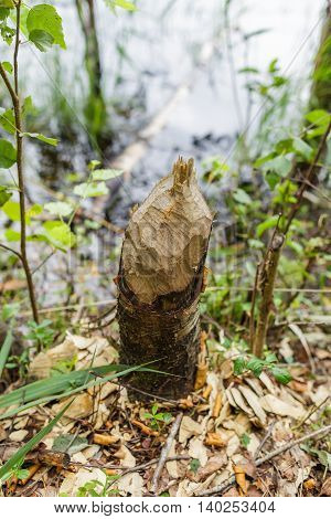 Trunk Of Fallen Tree Eared By Beaver