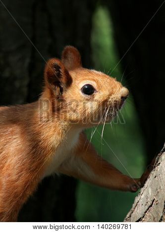 Squirrel is curious about people and looking with its right eye.