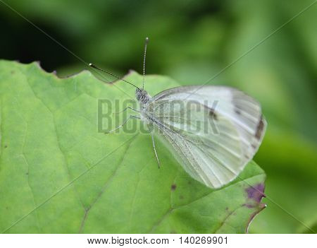 Cabbage butterfly on green leaf symbol of eco