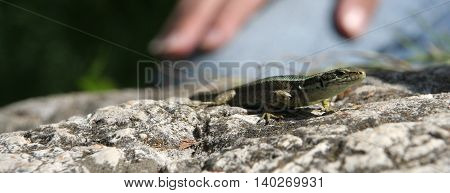 Lizard on the stone with man on background