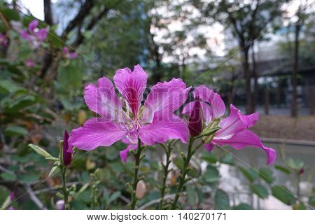 Pink Bauhinia flower with public park Blur Background