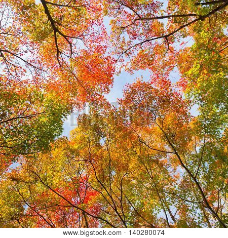 The warm autumn sun shining through colorful treetops, with beautiful bright blue sky.
