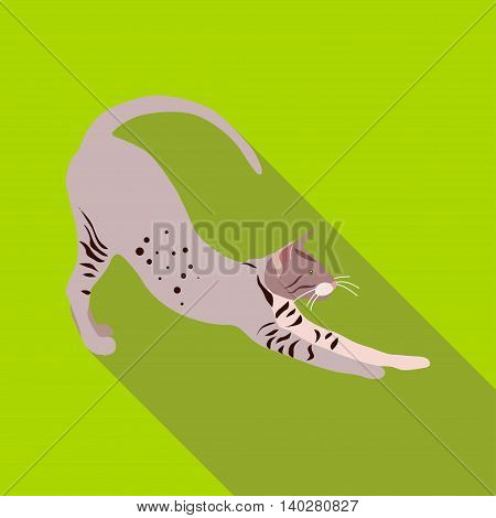 Cats Of Different Breeds With Long Shadow
