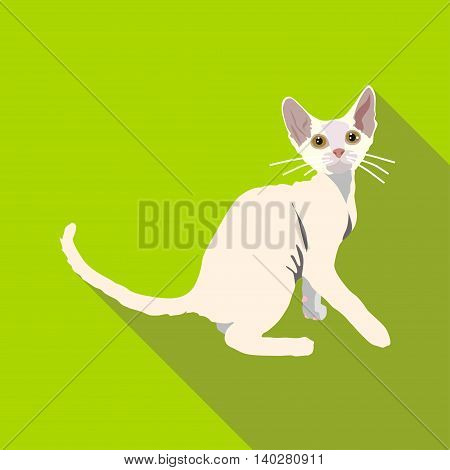 Cats Of Different Breeds With Long Shadow