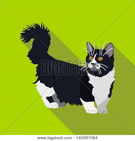 Cats Of Different Breeds With Long Shadow