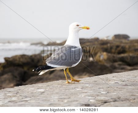 Muotokuva lokki Essaouira Marokko