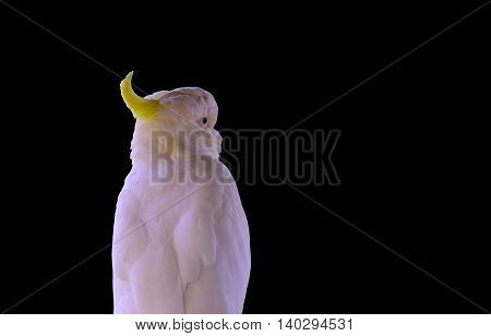 Yellow-crested Cockatoo (Cacatua sulphurea) with black background